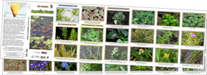 Aquatic Plants