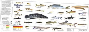 Fish Foldout
