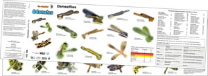 Odonates Foldout