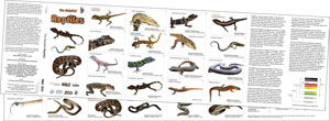 Reptiles foldout